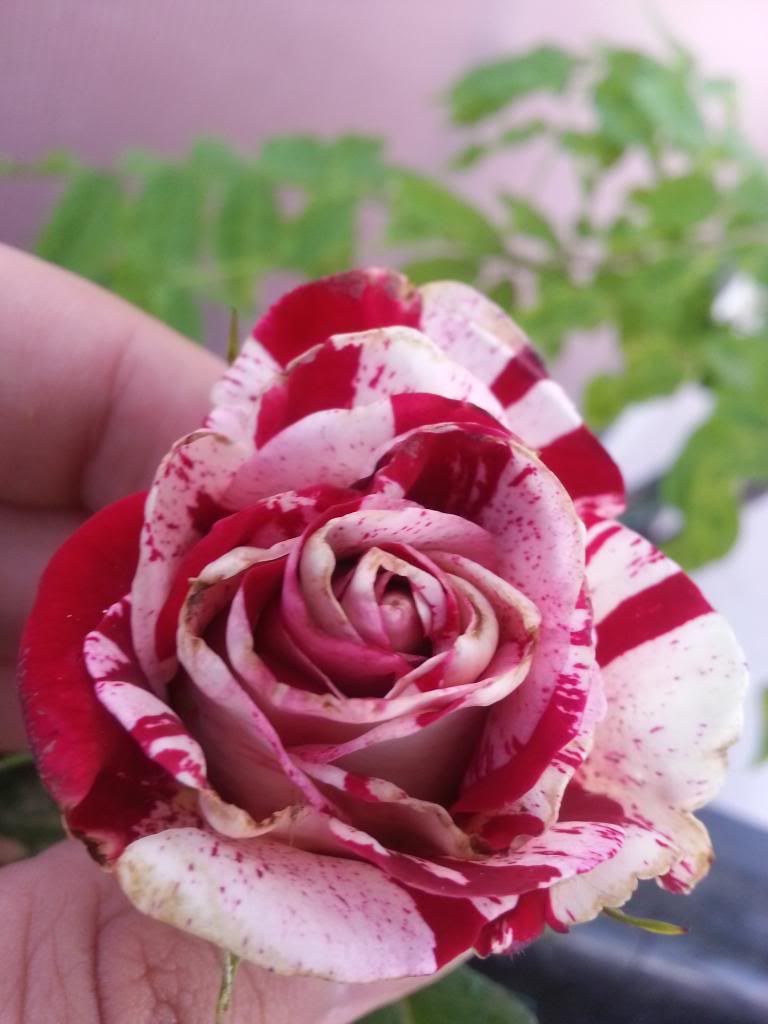 photo 20140424_163554_zps40709962.jpg